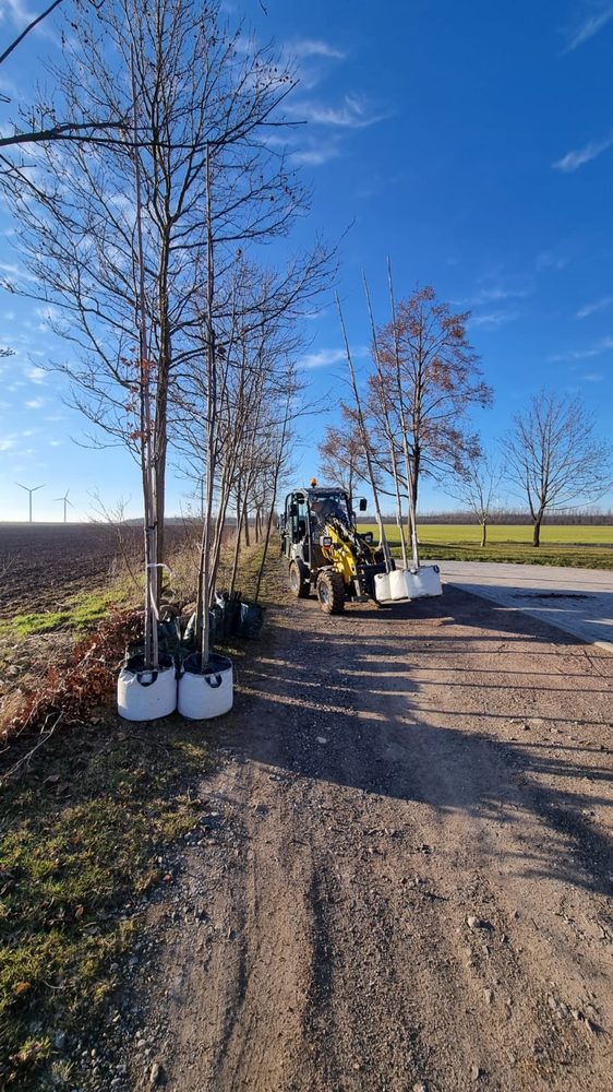 Arbeitsbild Baumpflege 2