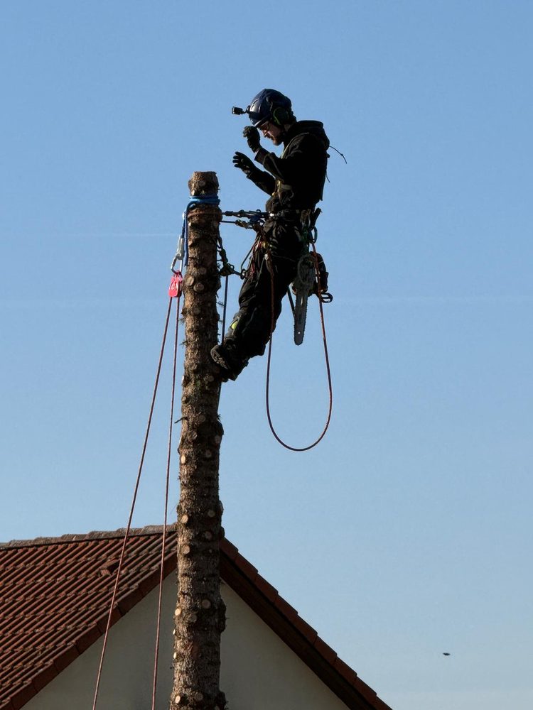 Arbeitsbild Baumpflege 4