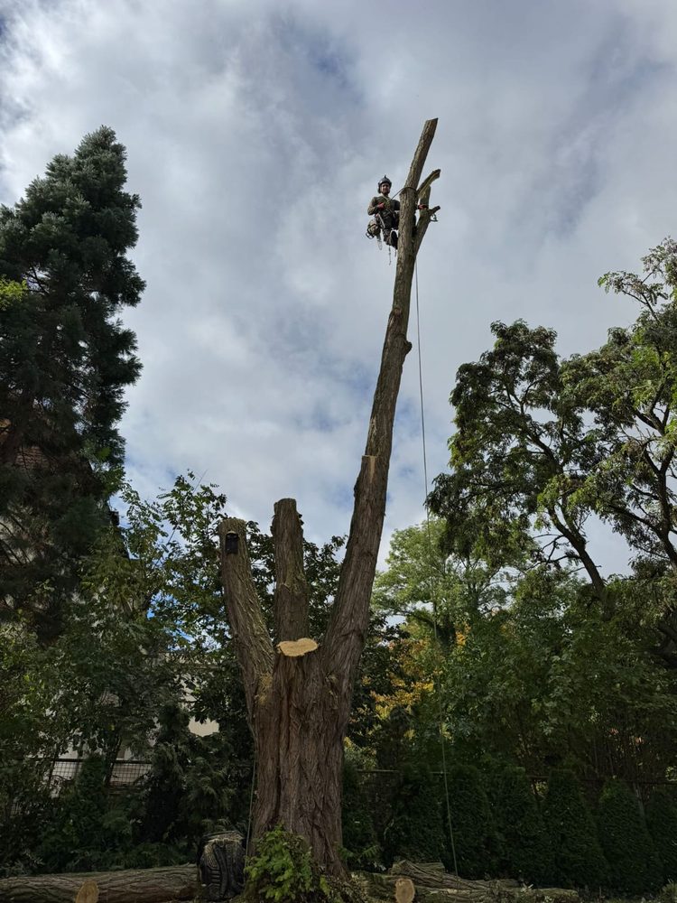 Arbeitsbild Baumpflege 7